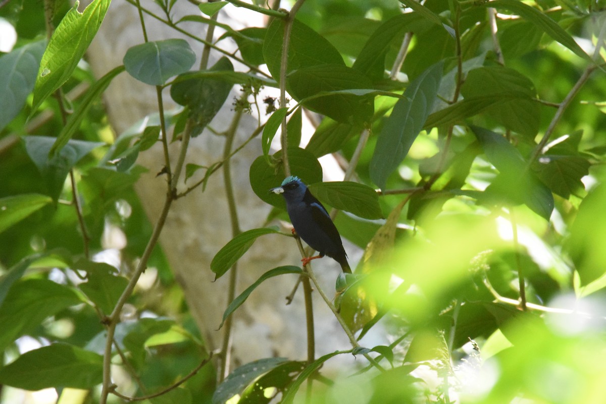 Red-legged Honeycreeper - ML620897093