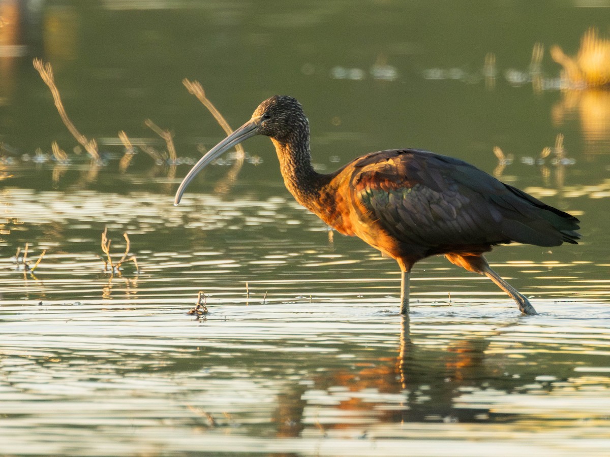 Glossy Ibis - ML620897095