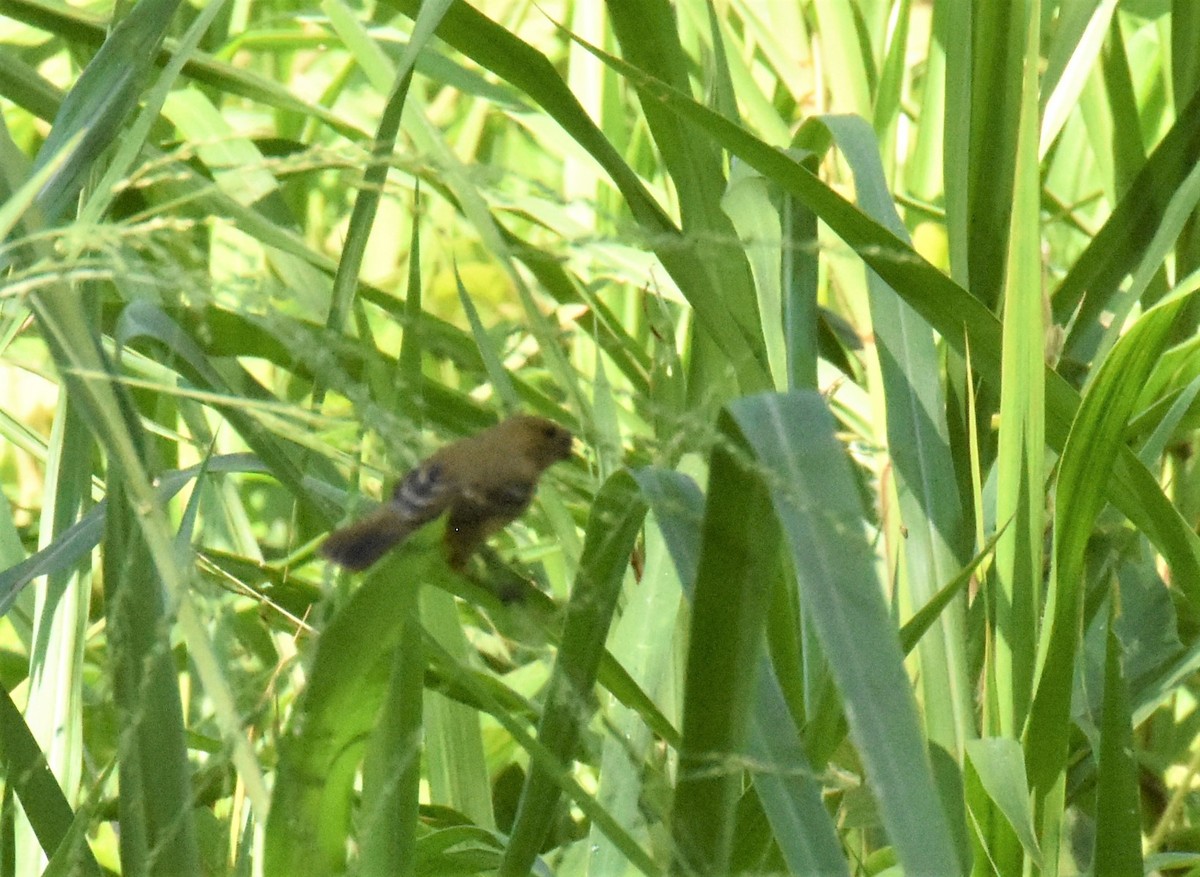 Variable Seedeater - ML620897103
