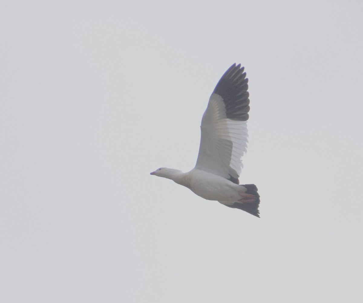 Andean Goose - ML620897105