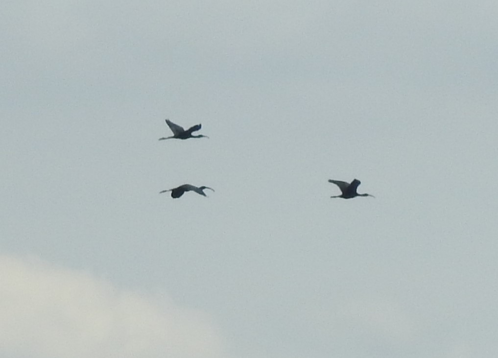 Glossy Ibis - ML620897107