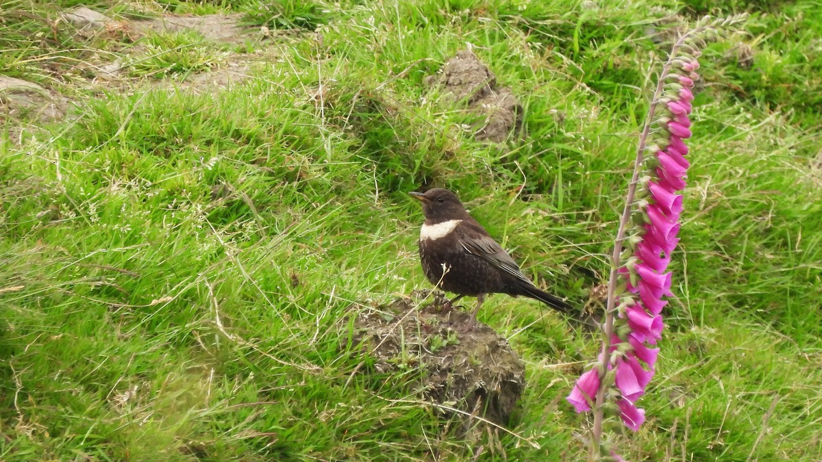 Ring Ouzel - Andy  Woodward