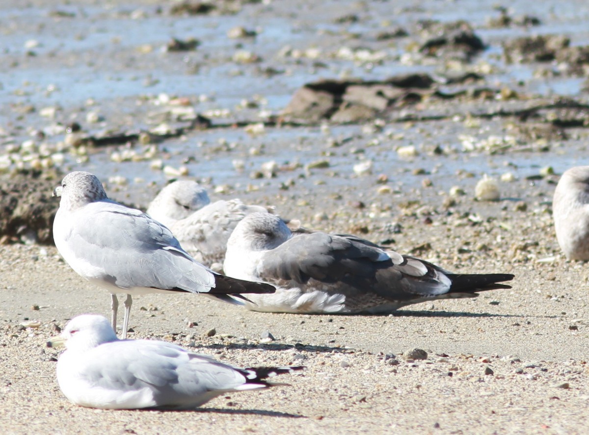 Lesser Black-backed Gull - ML620897118