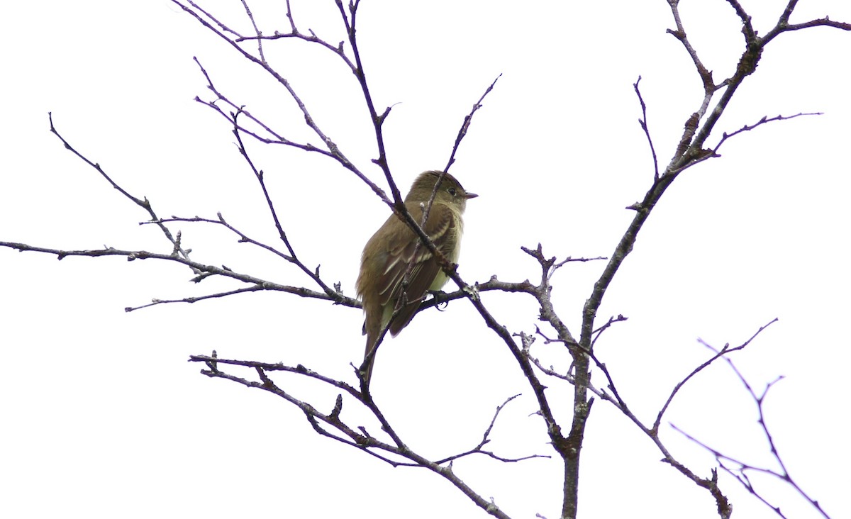 Alder Flycatcher - ML620897122