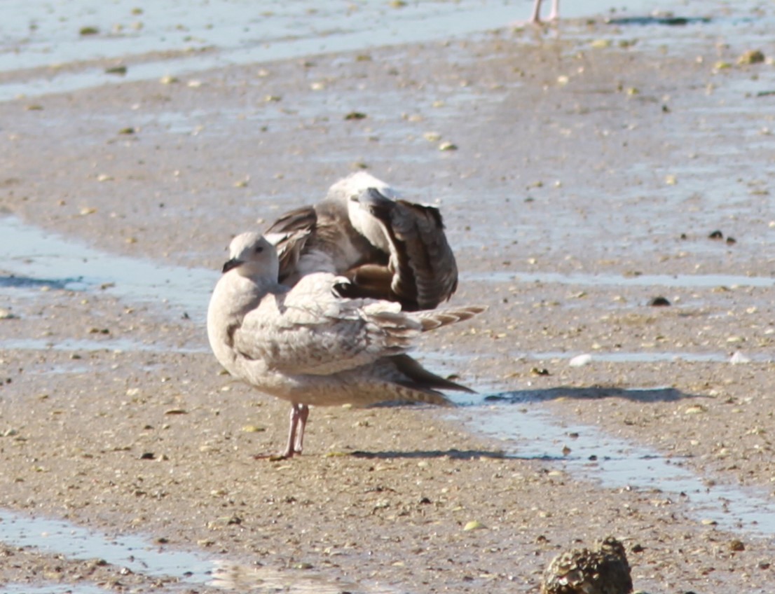 Iceland Gull (Thayer's) - ML620897129