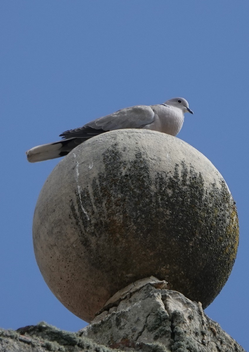 Eurasian Collared-Dove - ML620897134