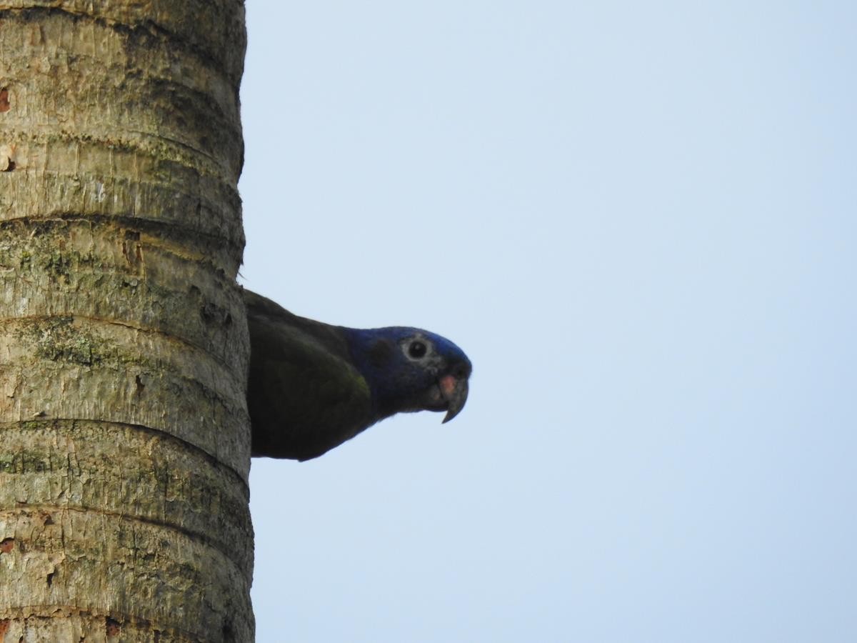 Blue-headed Parrot - ML620897146