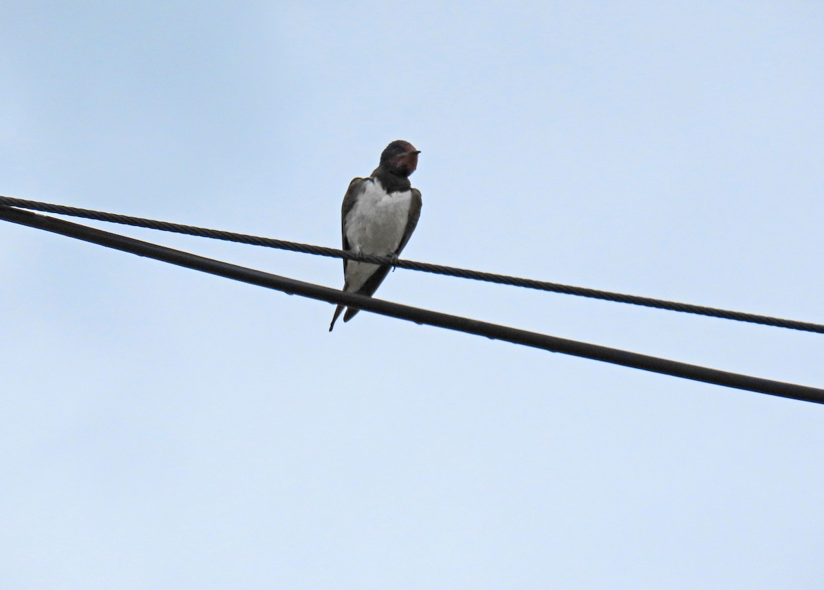 Barn Swallow - ML620897147