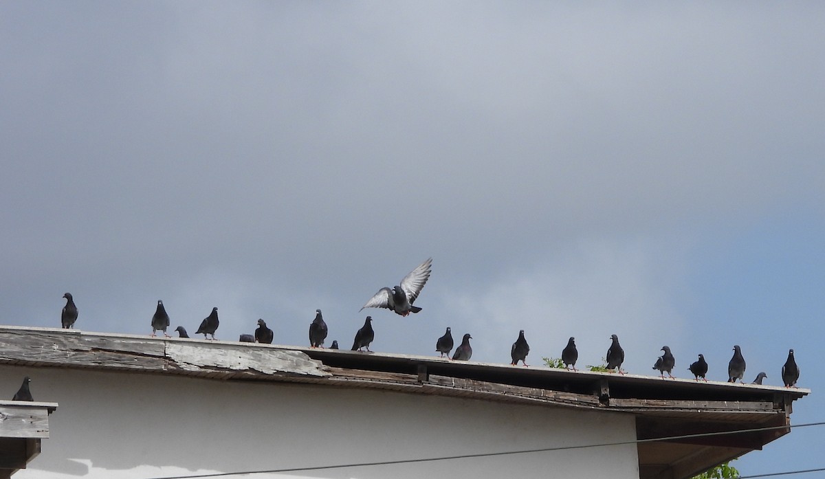 Rock Pigeon (Feral Pigeon) - ML620897149