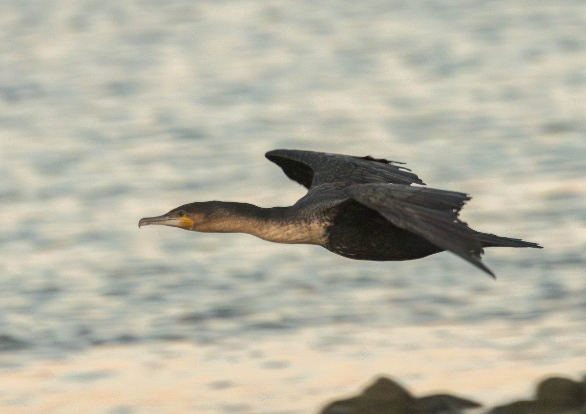 Great Cormorant (White-breasted) - ML620897156