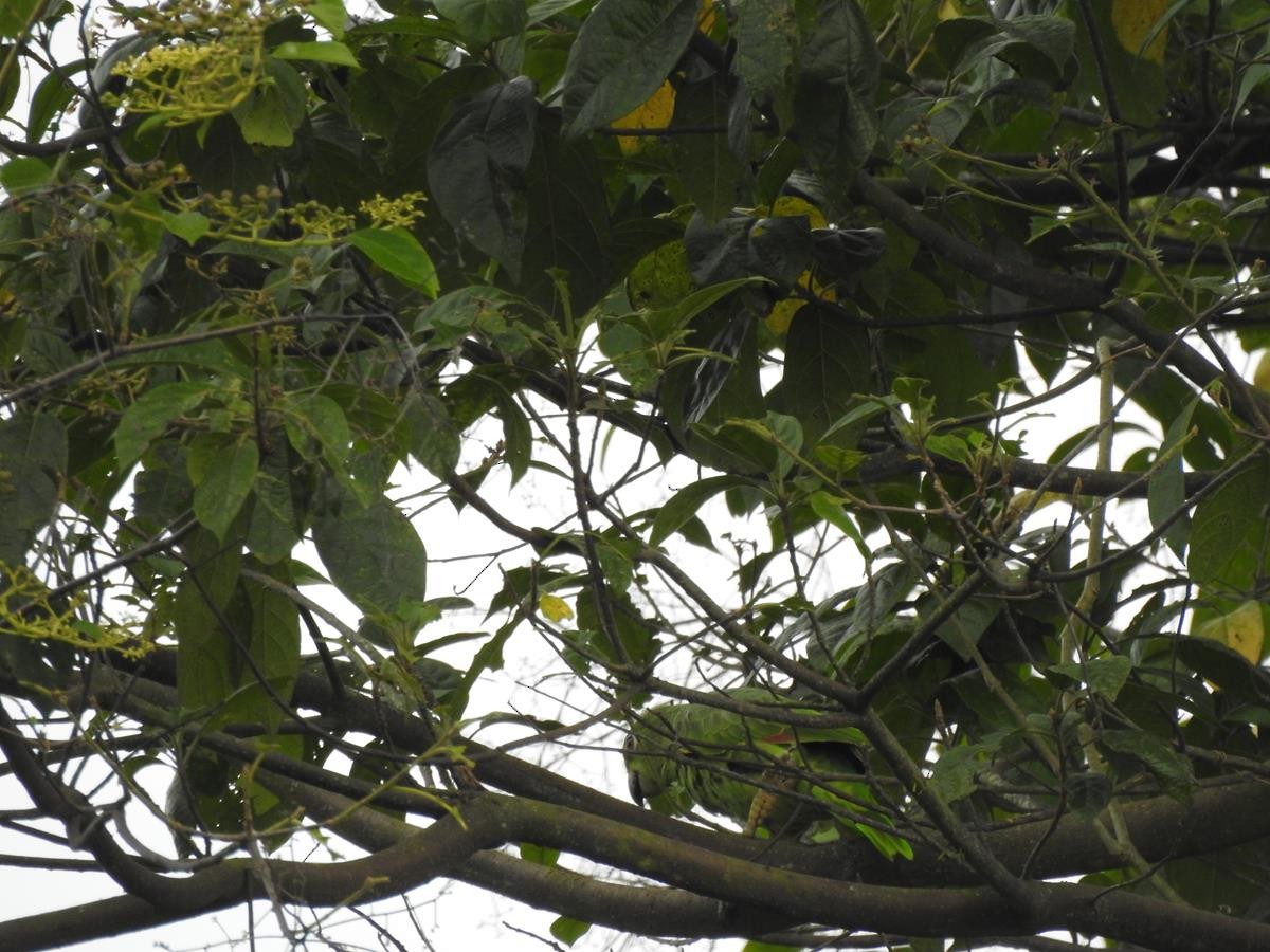 Yellow-crowned Parrot - ML620897157