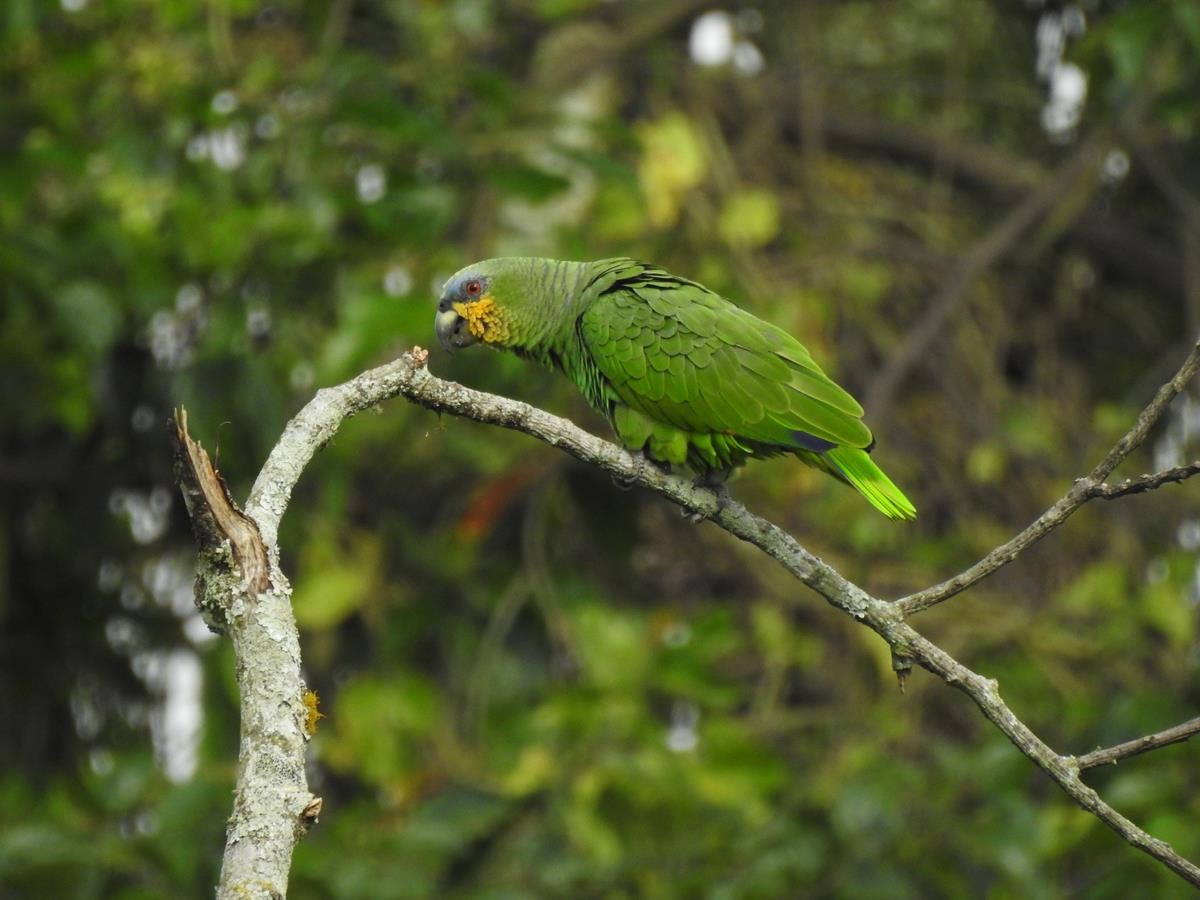 Orange-winged Parrot - ML620897160