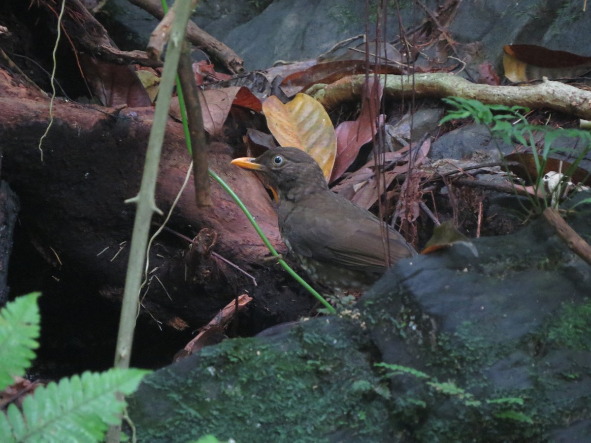 Principe Thrush - ML620897165