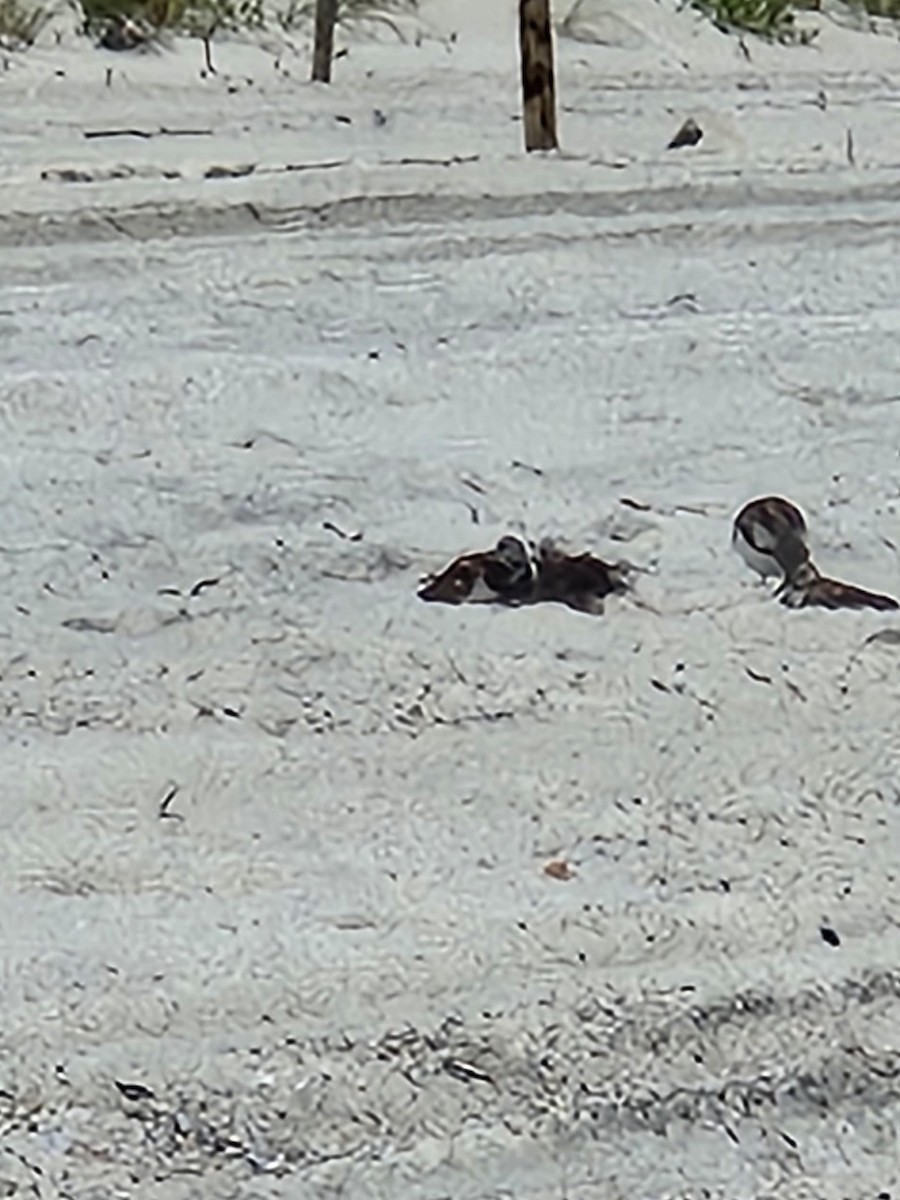 Ruddy Turnstone - ML620897169