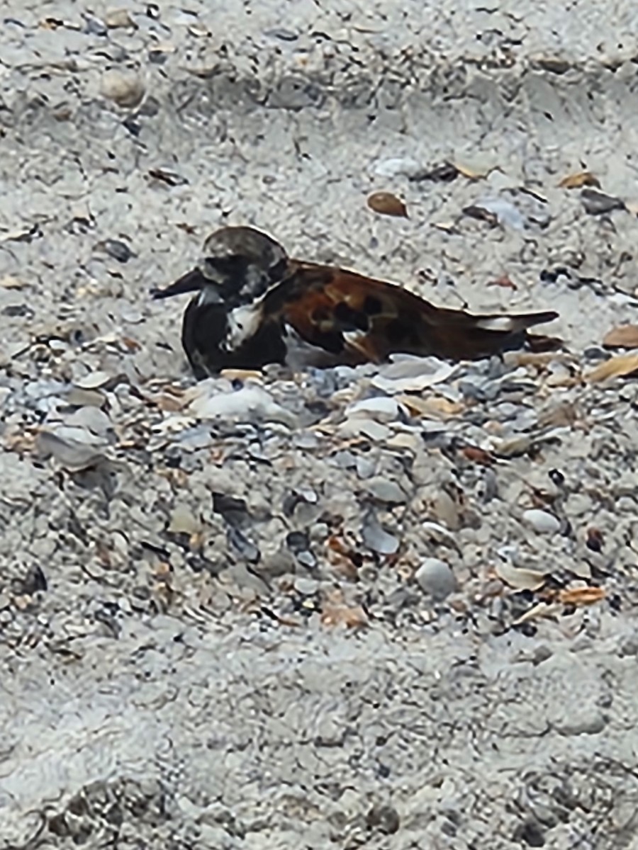 Ruddy Turnstone - ML620897170