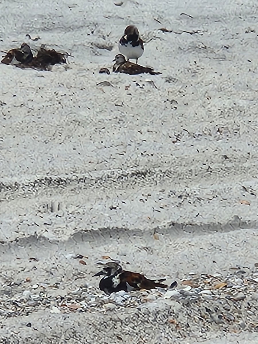 Ruddy Turnstone - ML620897171