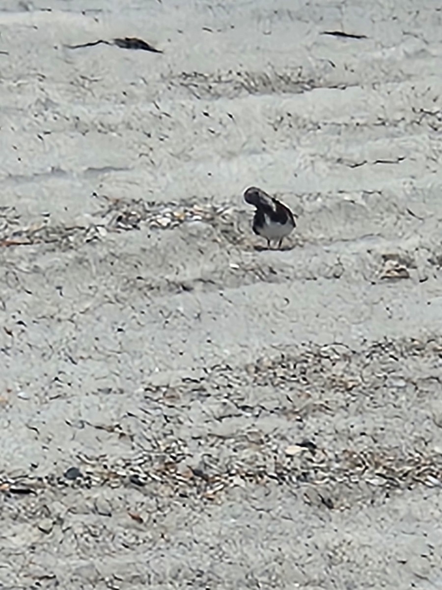 Ruddy Turnstone - ML620897172