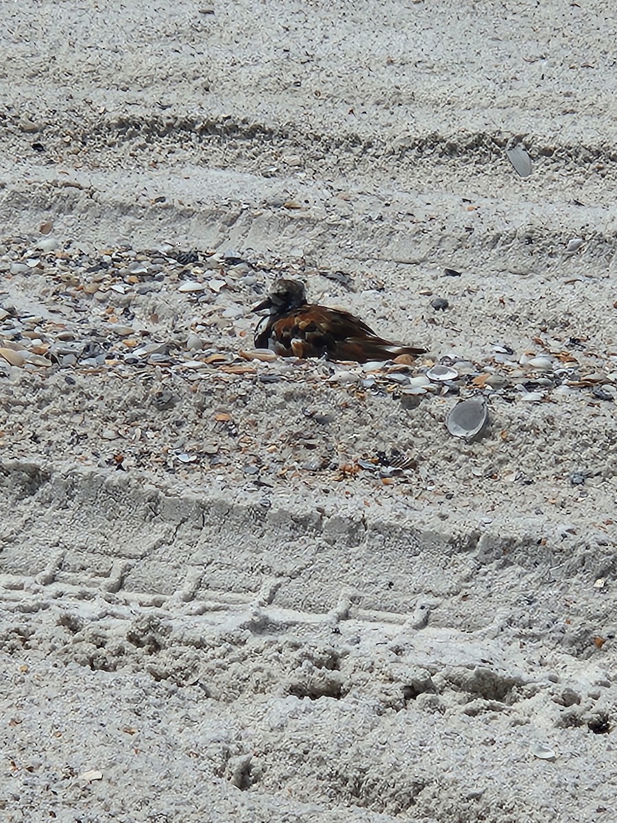 Ruddy Turnstone - ML620897173