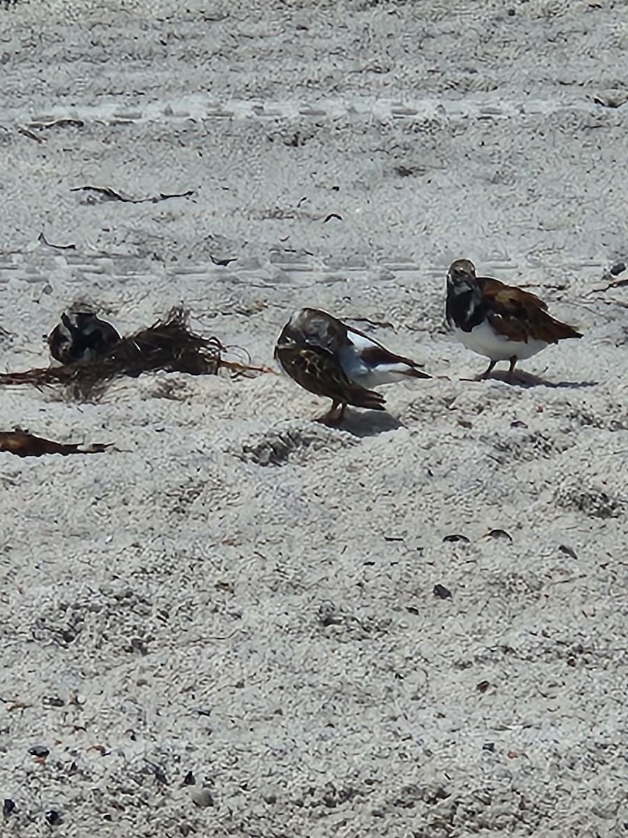 Ruddy Turnstone - ML620897175