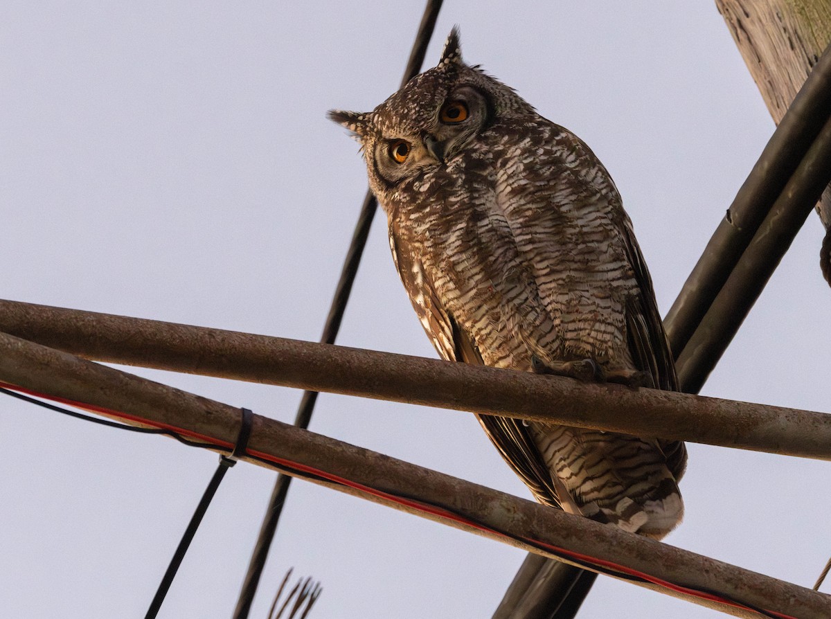 Spotted Eagle-Owl - ML620897179