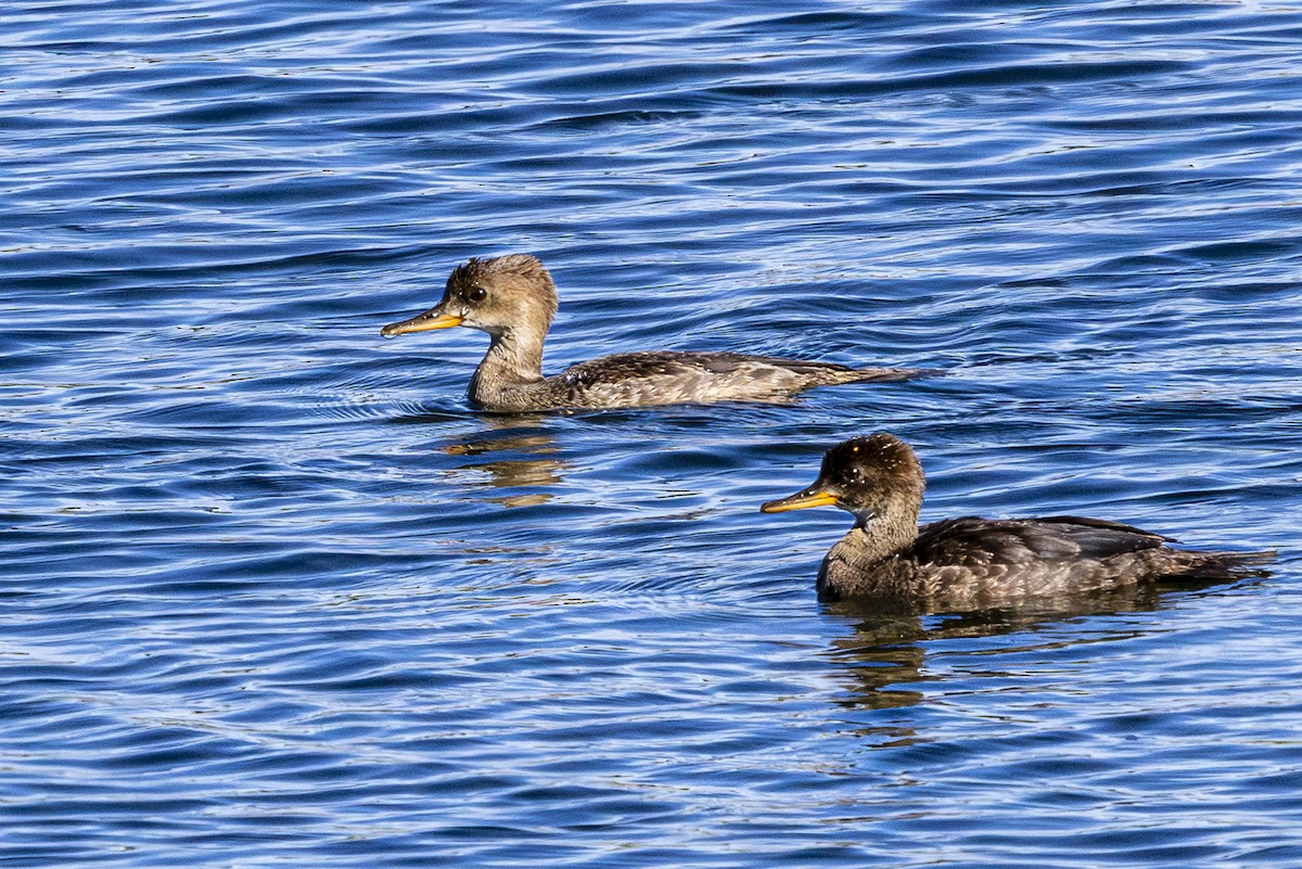 Hooded Merganser - ML620897180