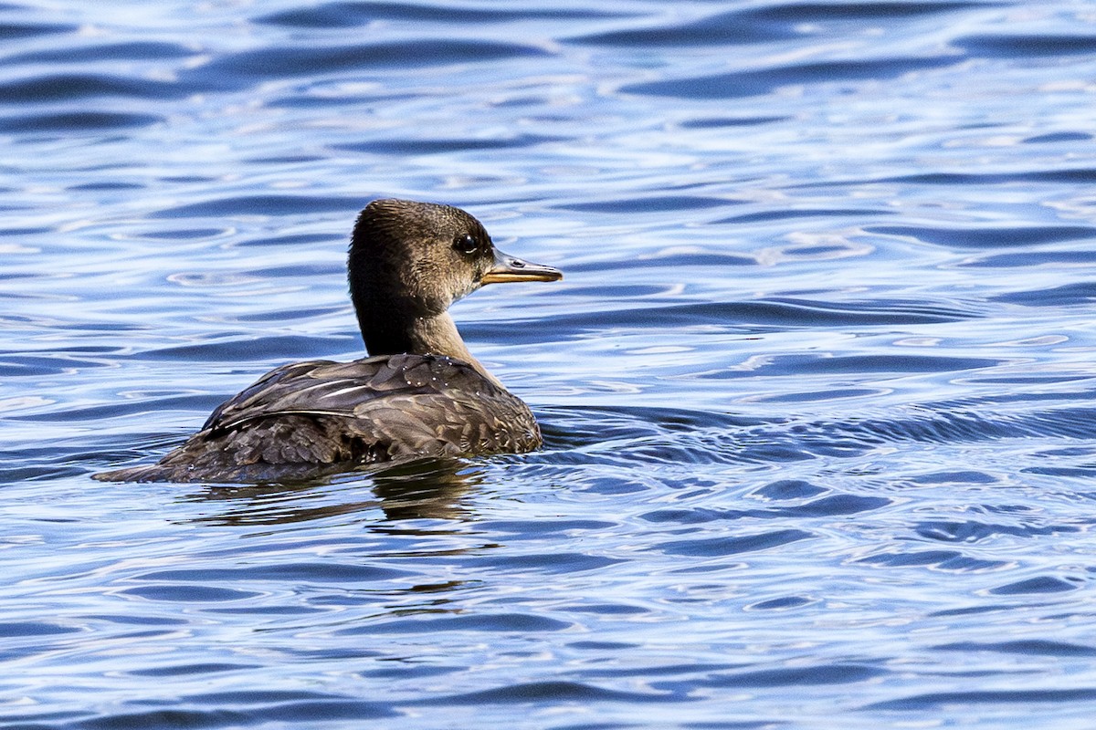 Hooded Merganser - ML620897182