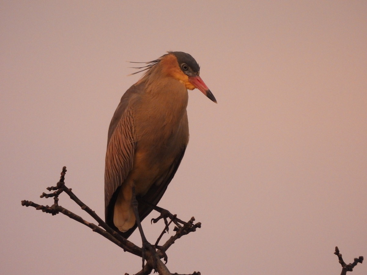 Whistling Heron - Laura Bianchi