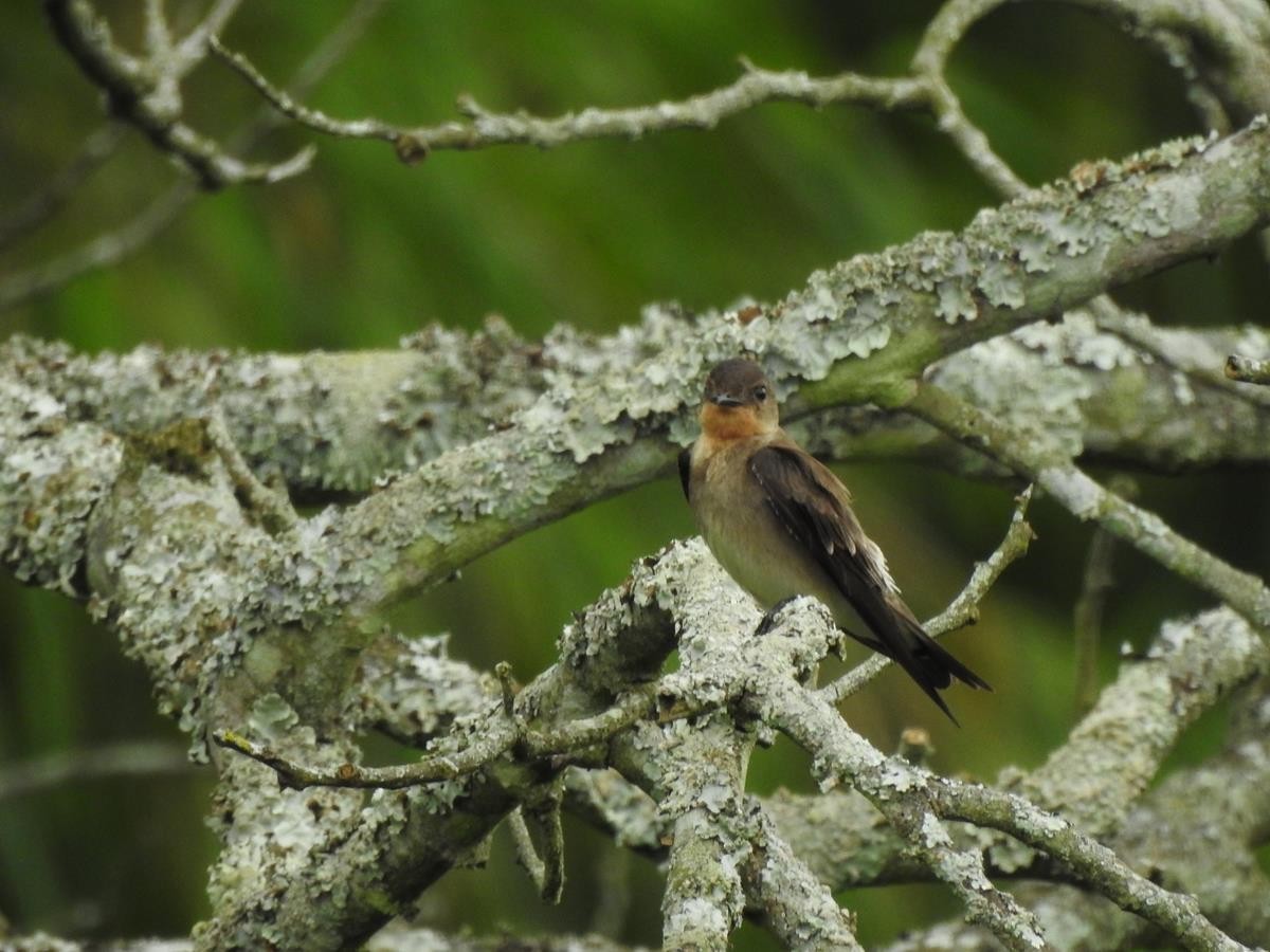 Southern Rough-winged Swallow - ML620897191