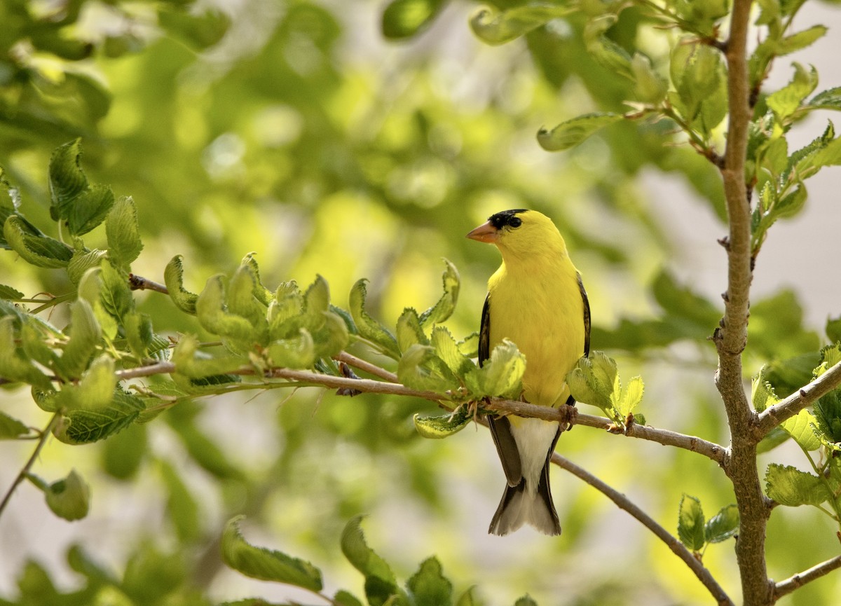 American Goldfinch - ML620897194