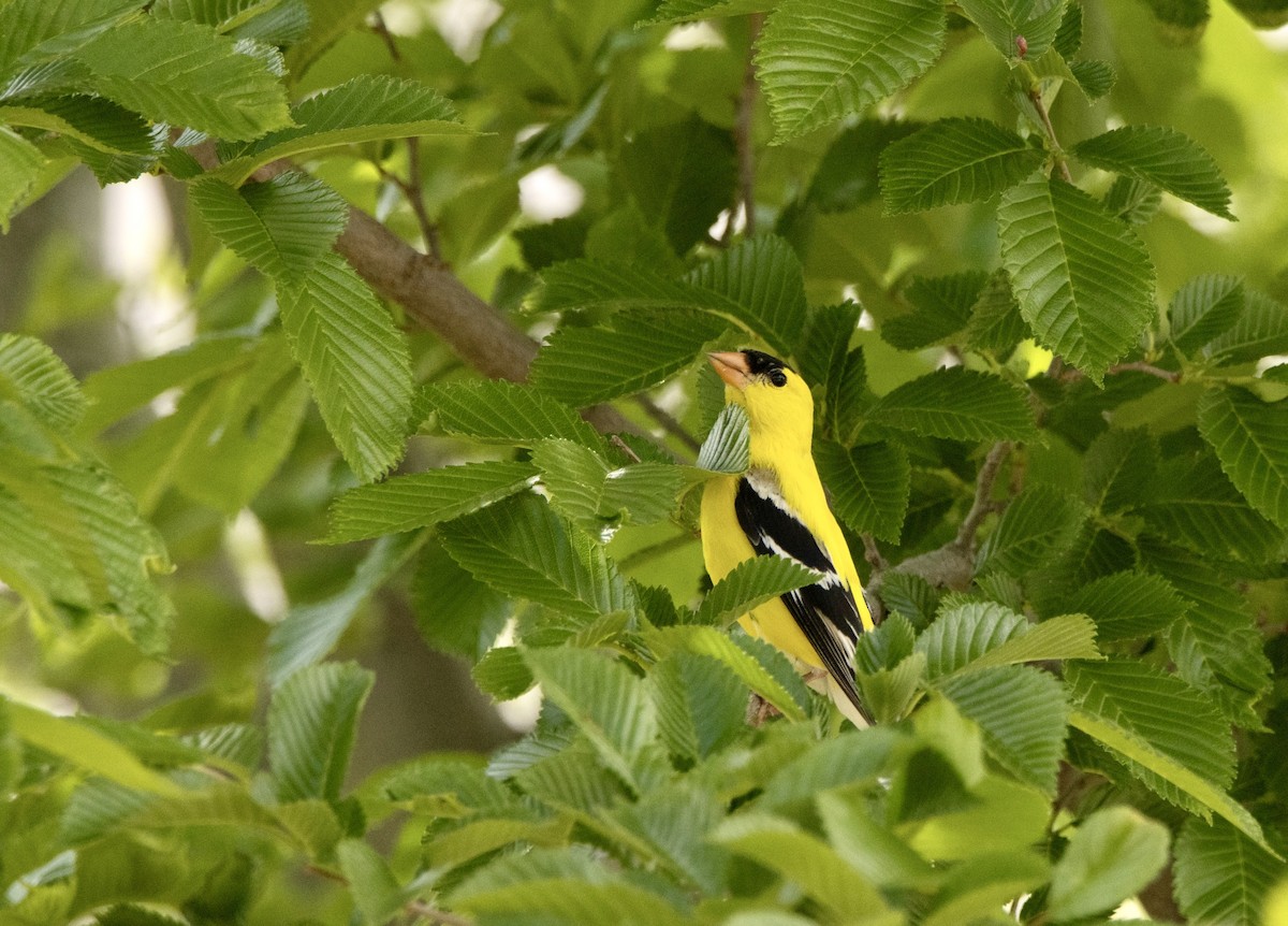 American Goldfinch - ML620897195