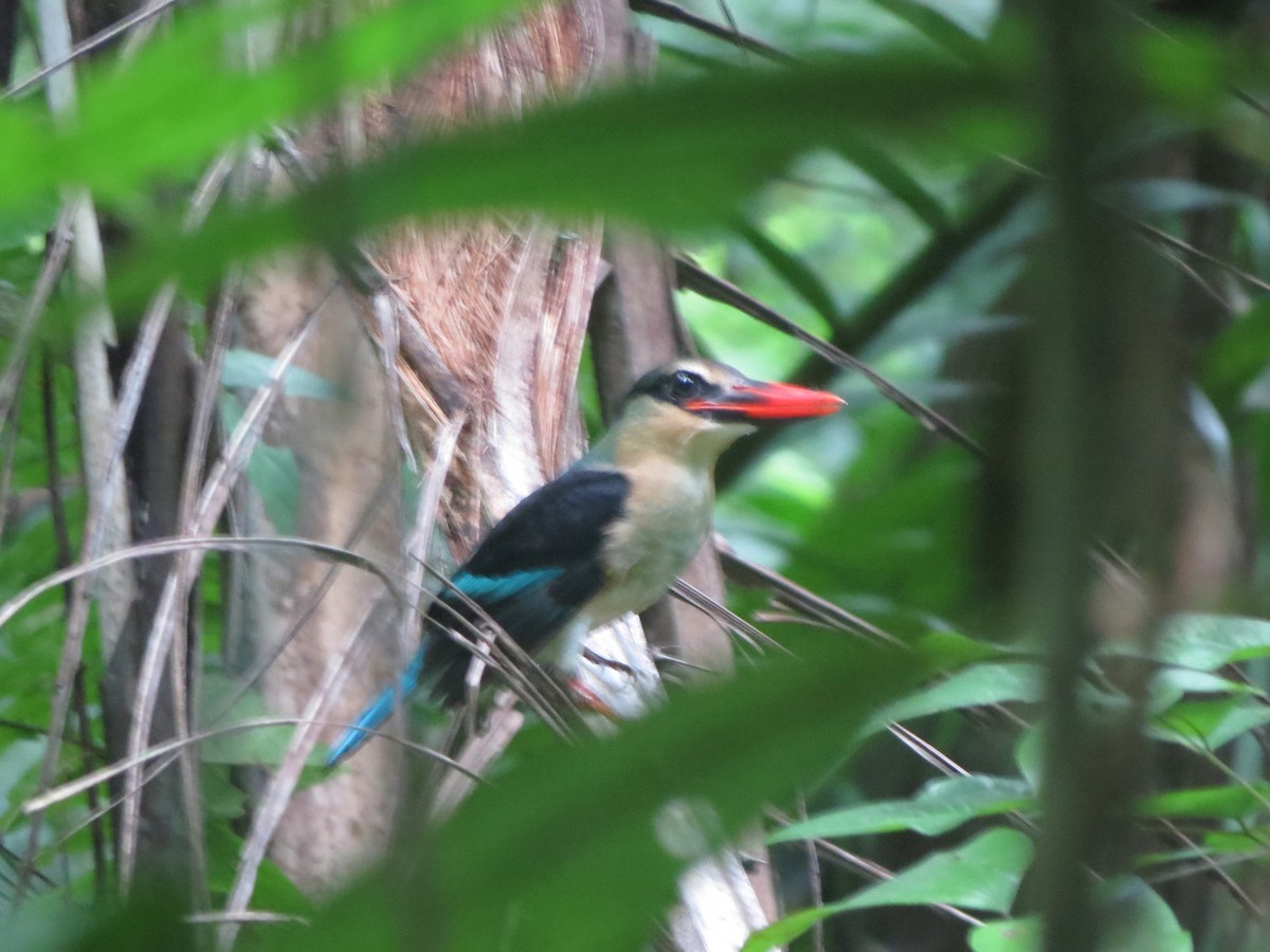 Blue-breasted Kingfisher - ML620897197