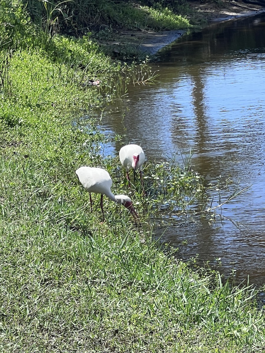 White Ibis - ML620897202