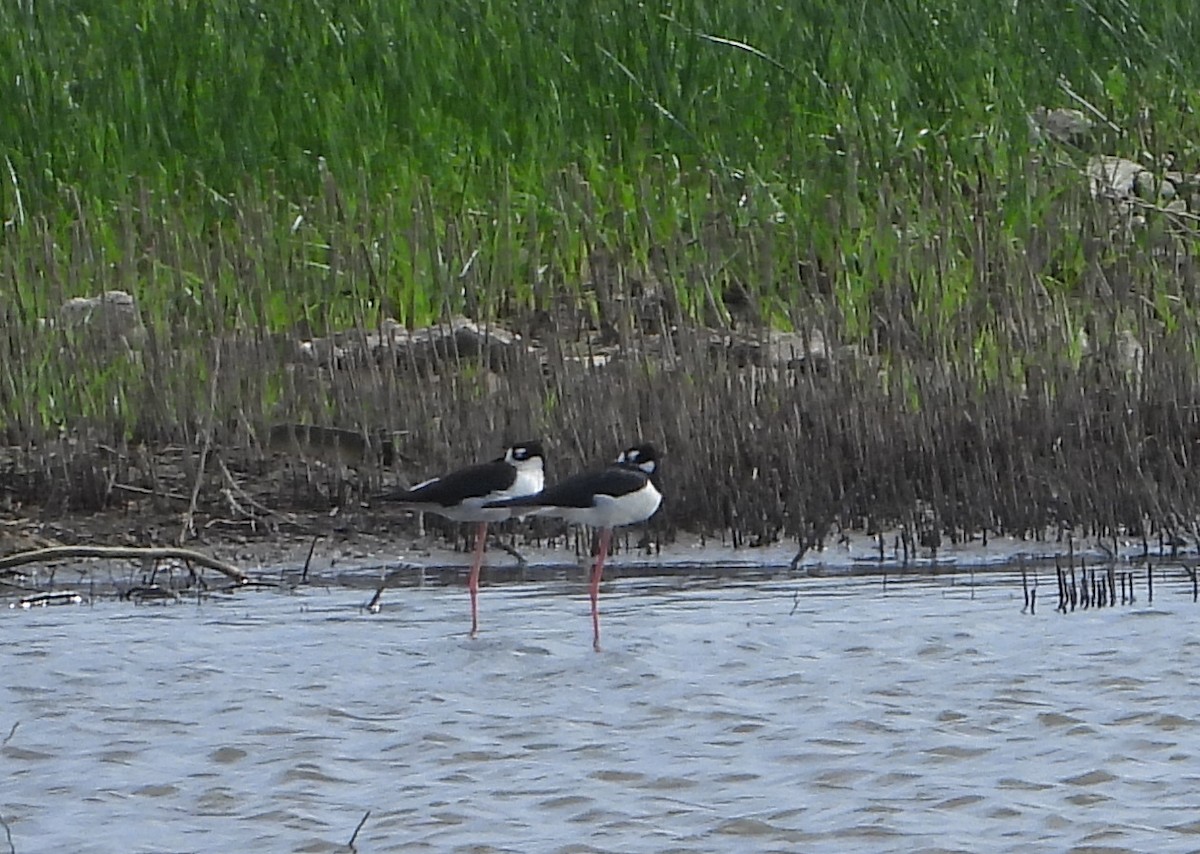 Black-necked Stilt - ML620897210