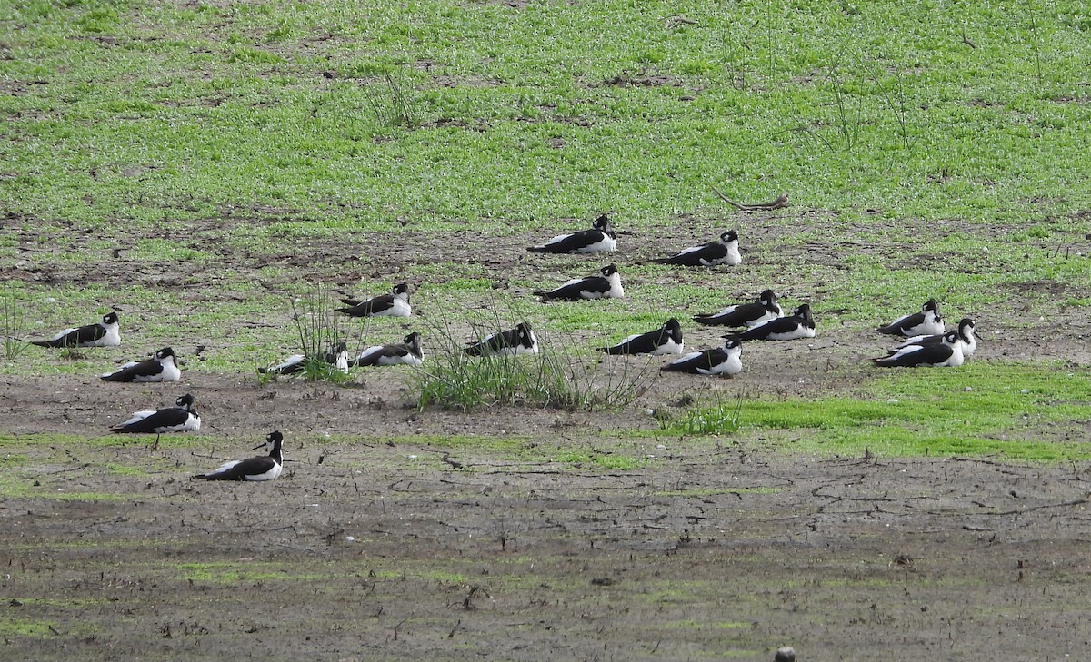 Black-necked Stilt - ML620897211