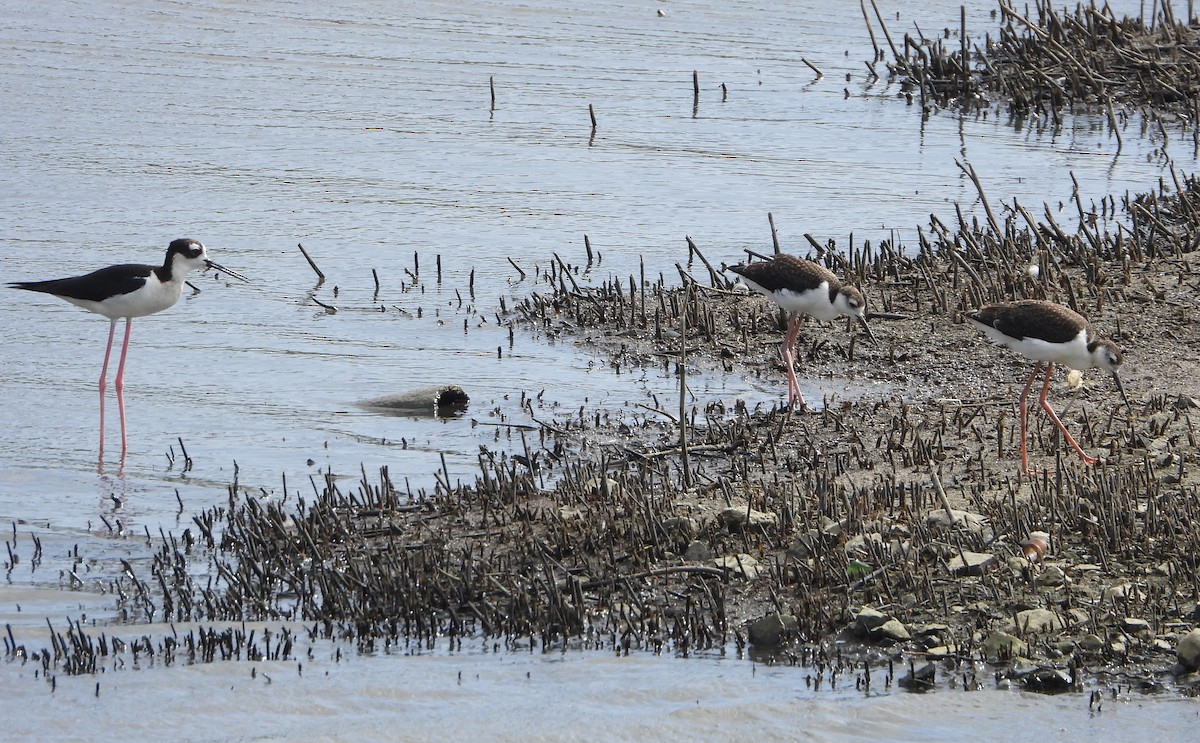 Black-necked Stilt - ML620897212