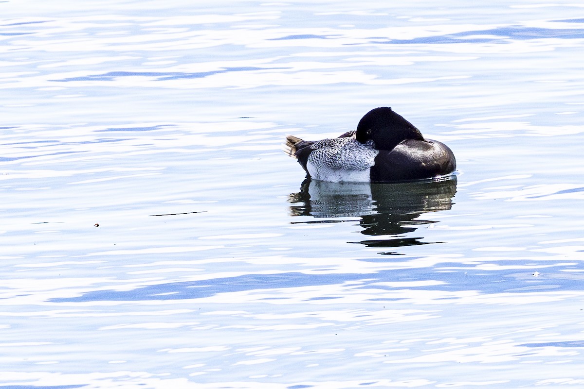 Lesser Scaup - ML620897214