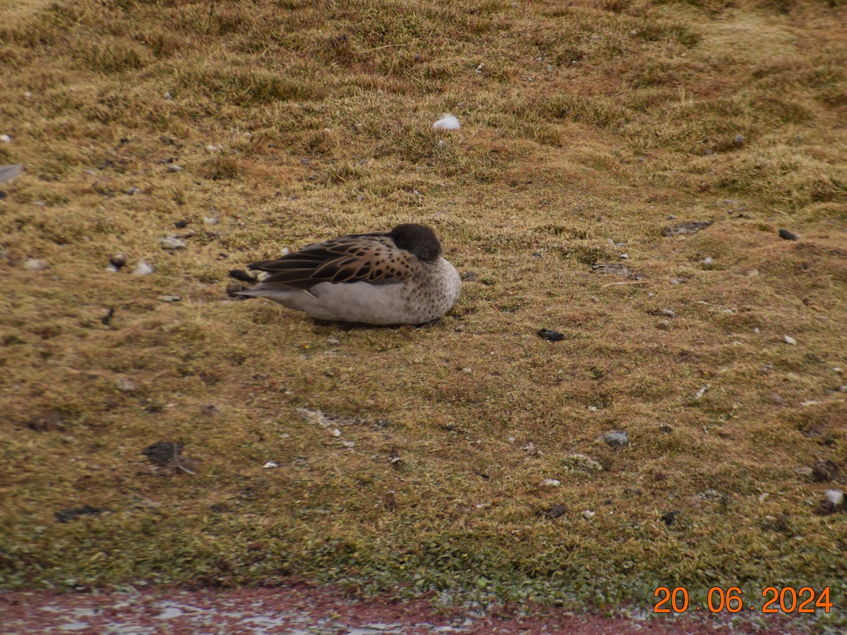 Yellow-billed Teal - Reynaldo Valdivia Reyes