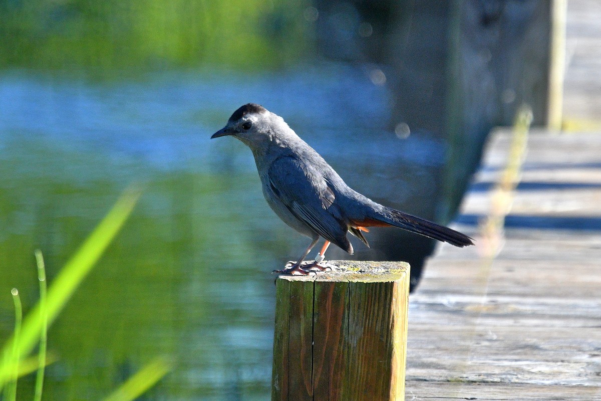 Gray Catbird - ML620897220