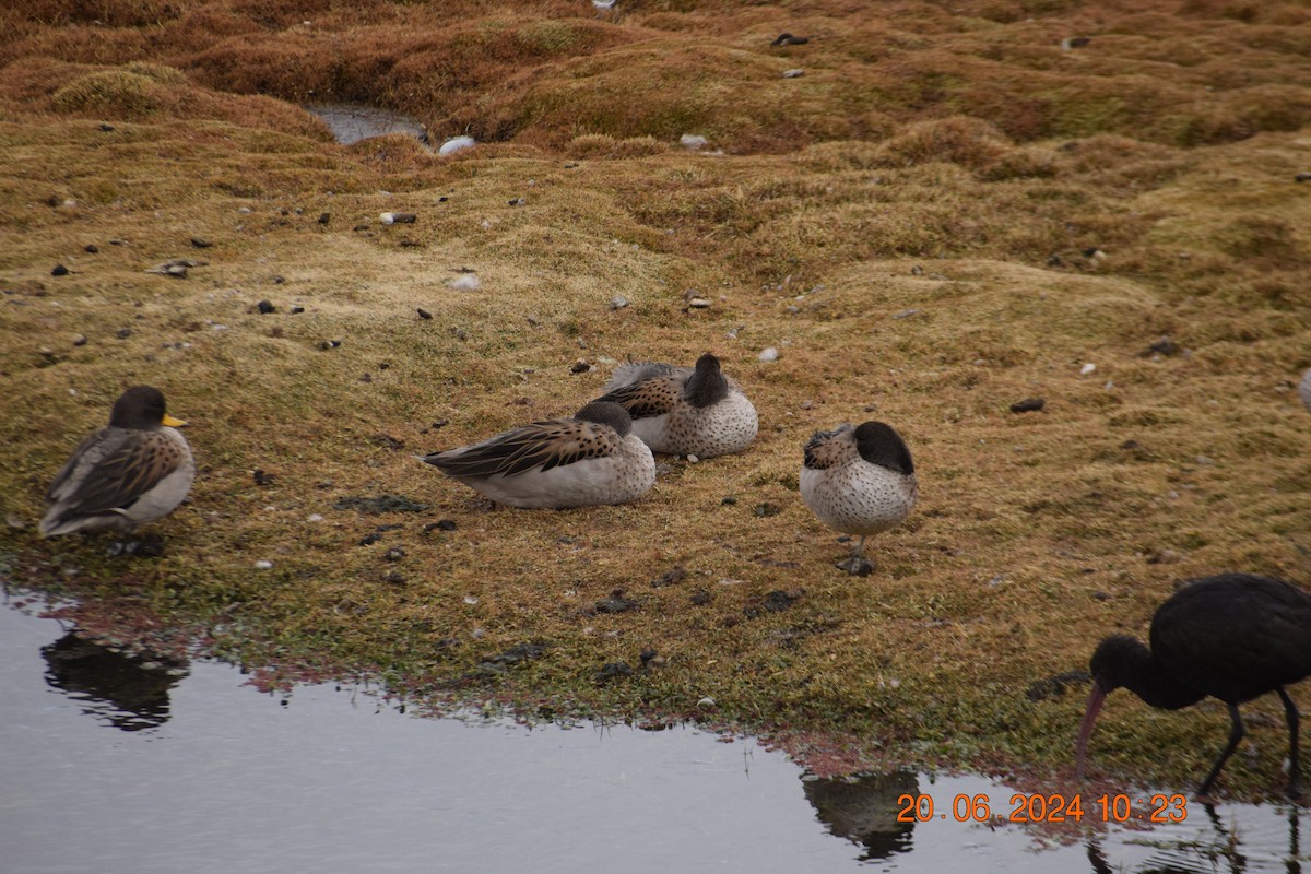 Yellow-billed Teal - ML620897223