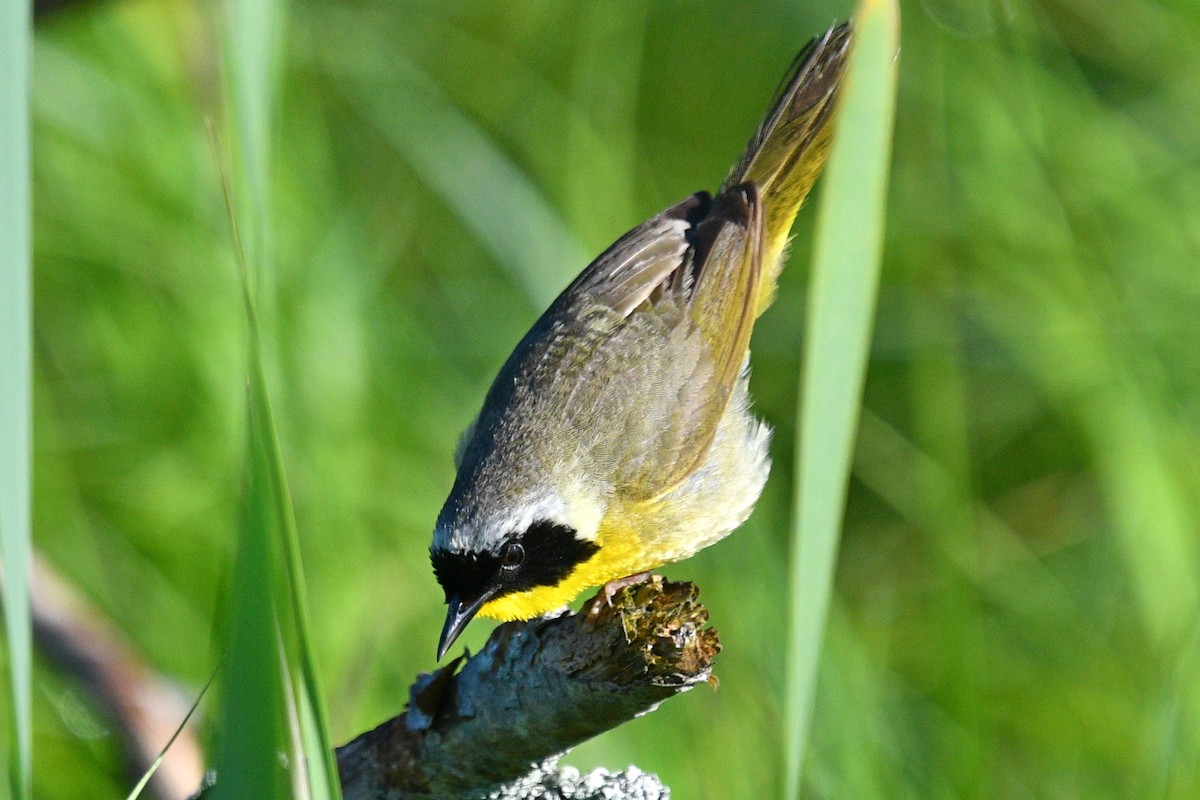 Common Yellowthroat - ML620897227