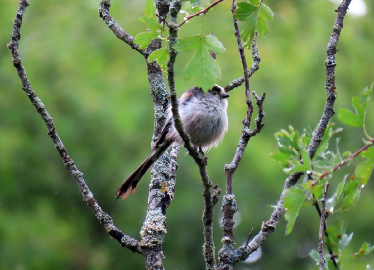 Long-tailed Tit - ML620897228