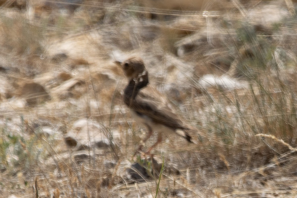 עפרוני פסגות - ML620897233