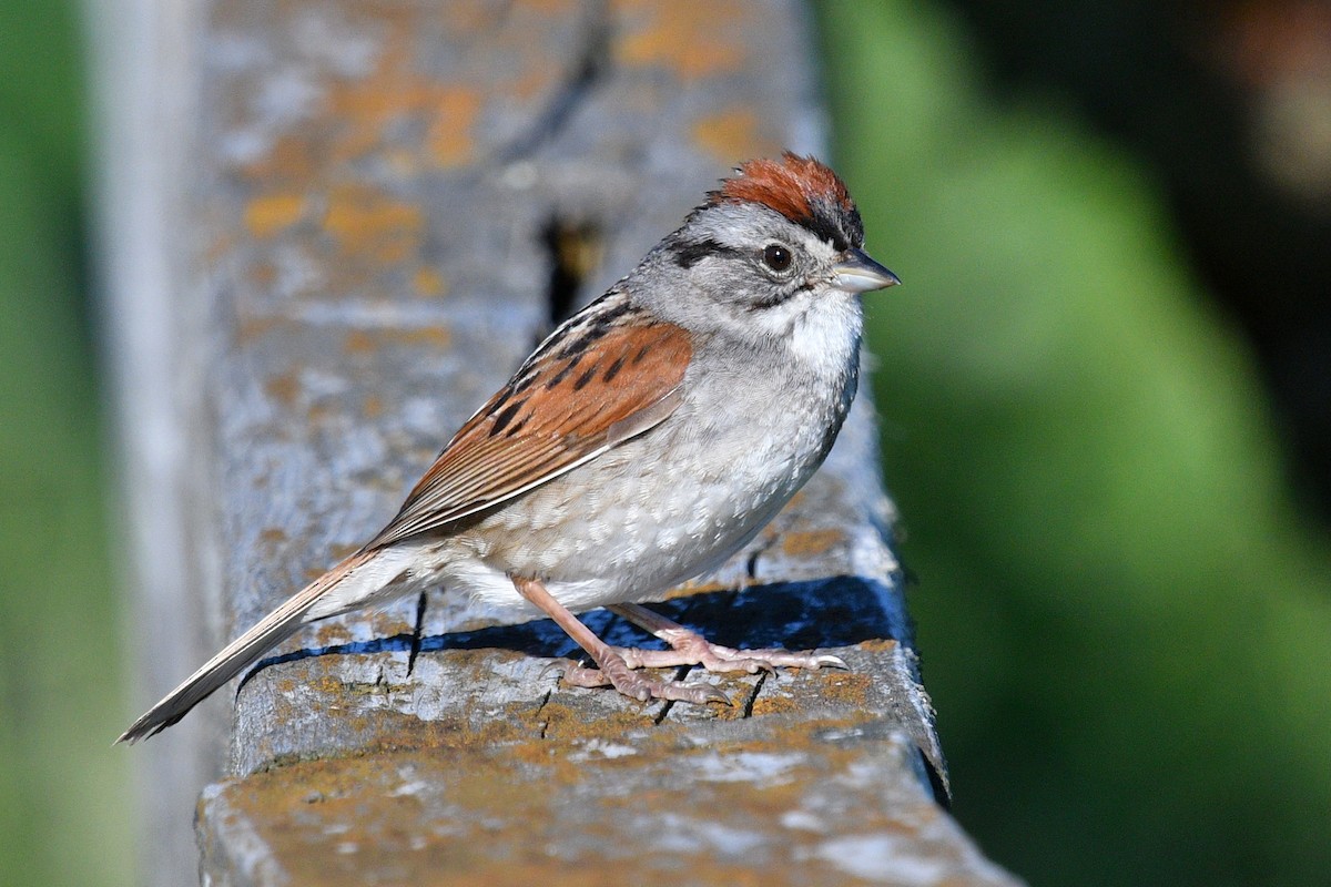 Swamp Sparrow - ML620897236