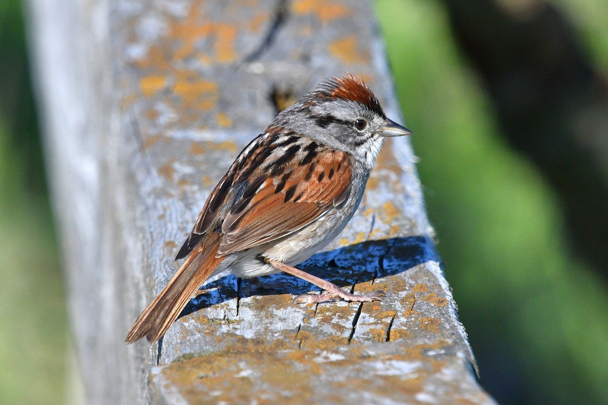 Swamp Sparrow - ML620897239