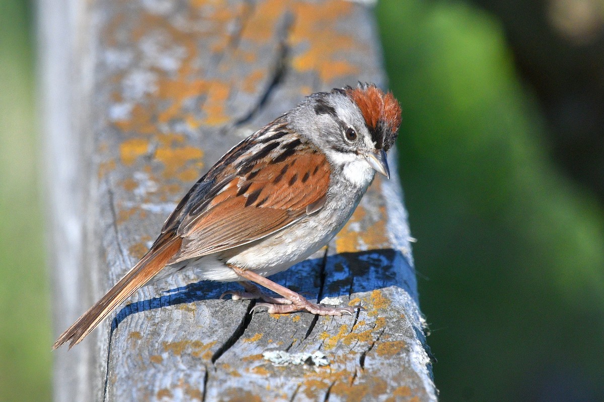 Swamp Sparrow - ML620897243