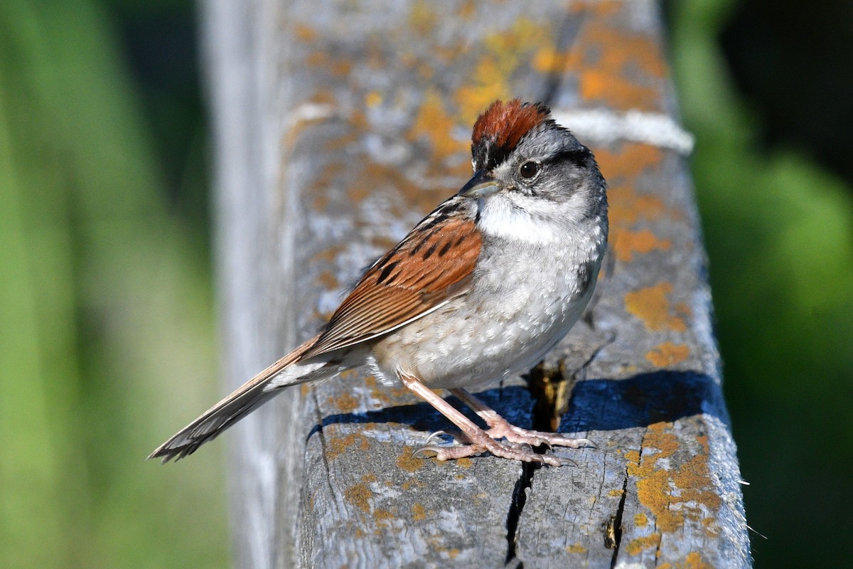 Swamp Sparrow - ML620897247