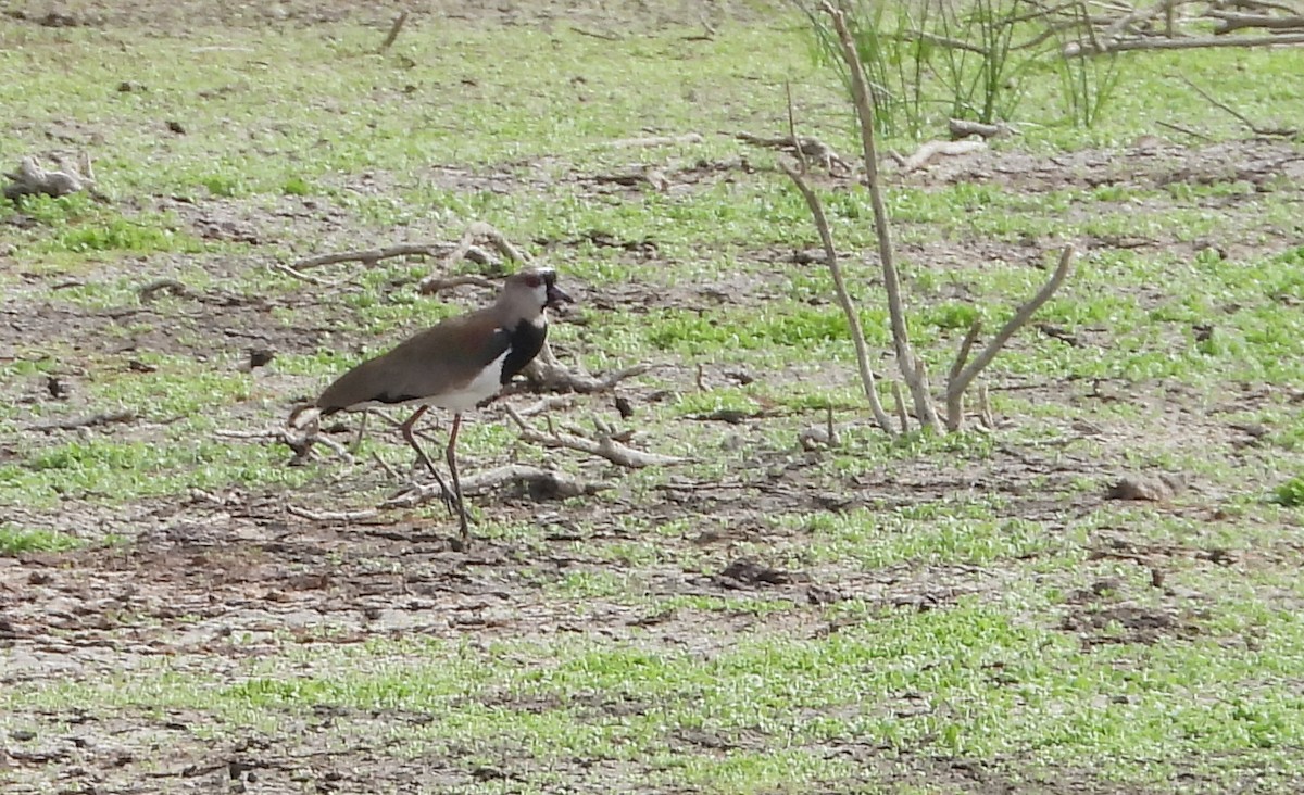 Southern Lapwing - ML620897249