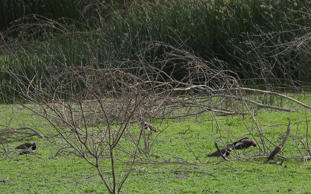 Southern Lapwing - ML620897250