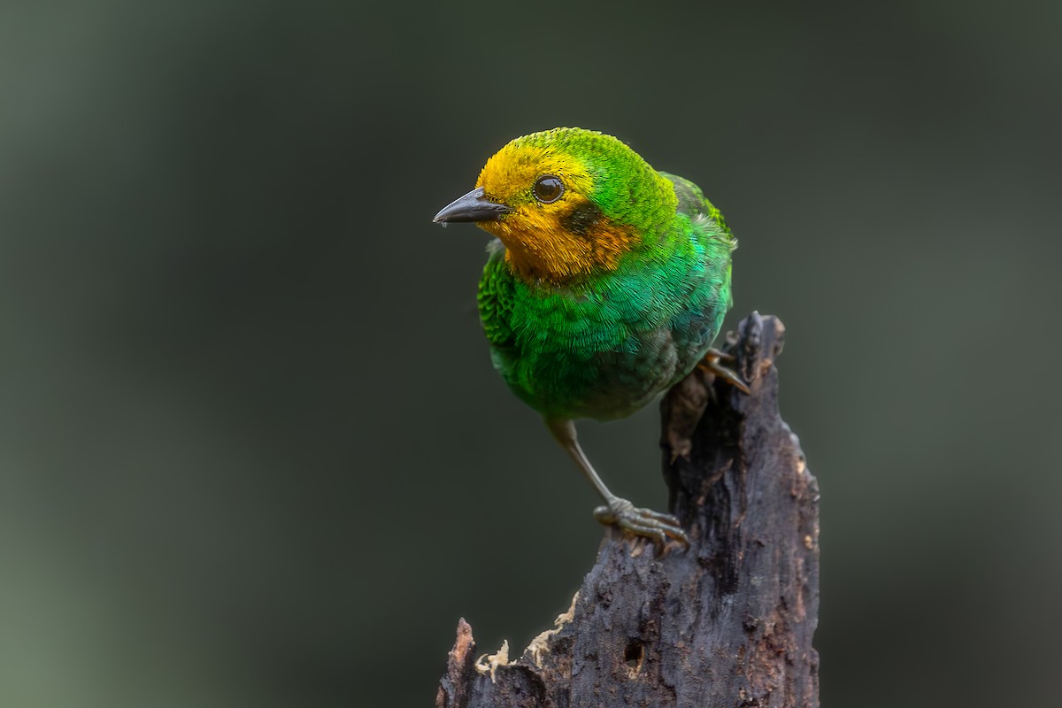 Multicolored Tanager - ML620897251