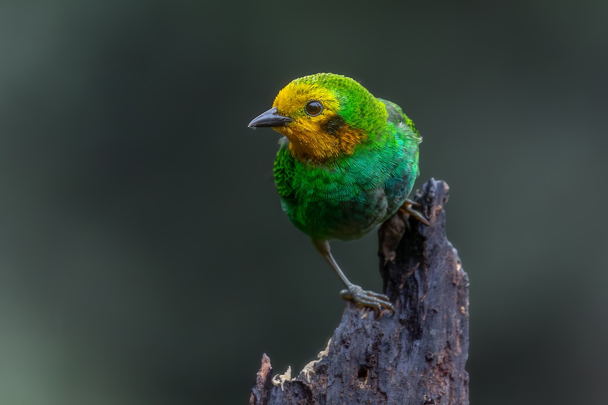 Multicolored Tanager - ML620897252